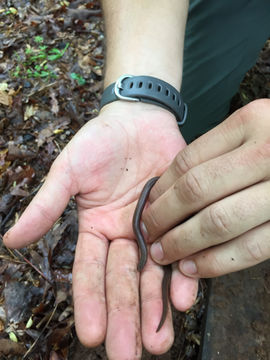Image of Eastern Worm Snake