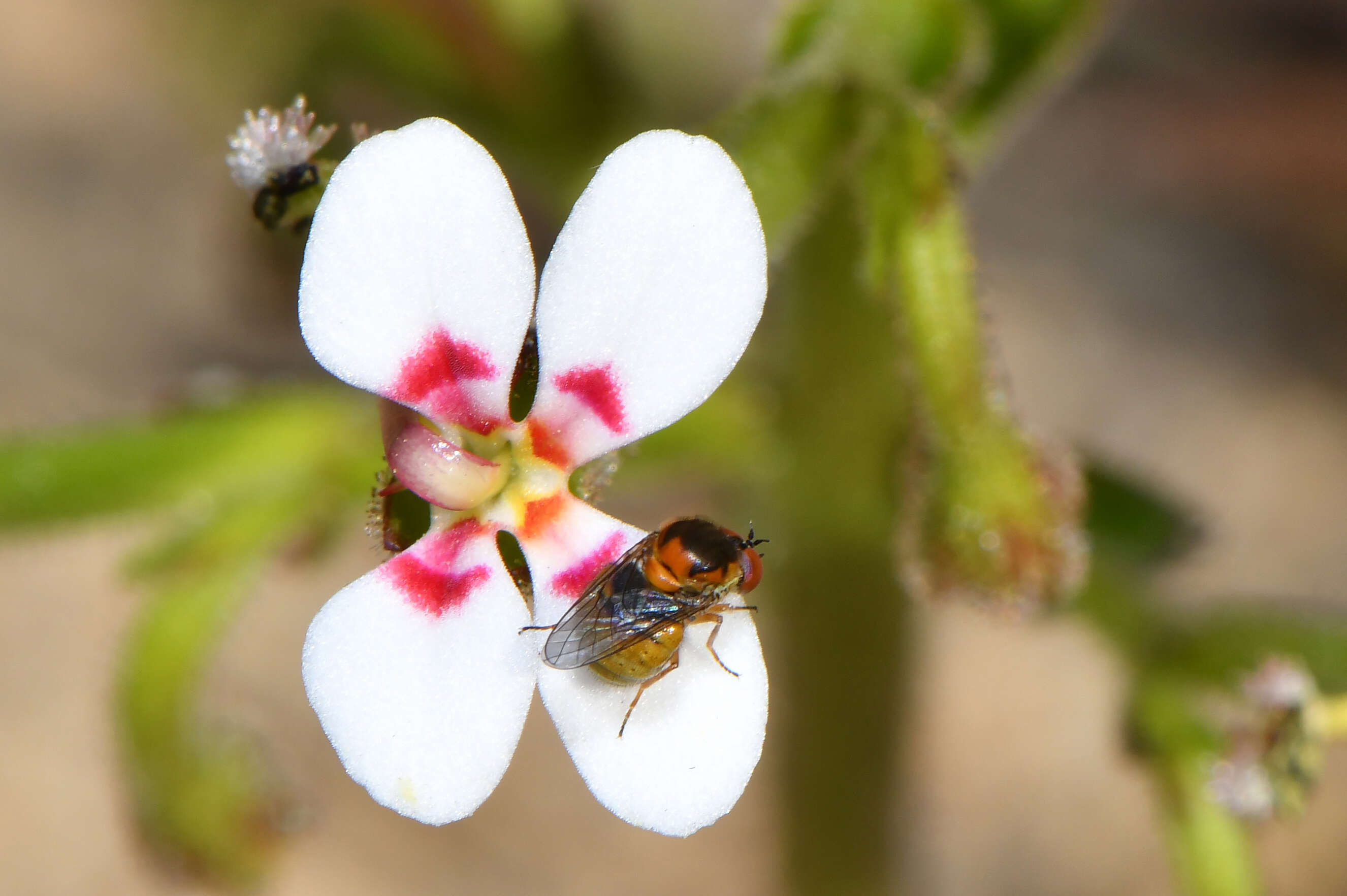 Image of Stylidiaceae