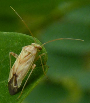 18.https www inaturalist org photos 172395.580x360
