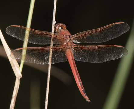 Image of Needham's Skimmer