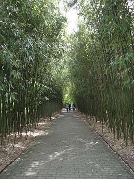 Image of running giant bamboo