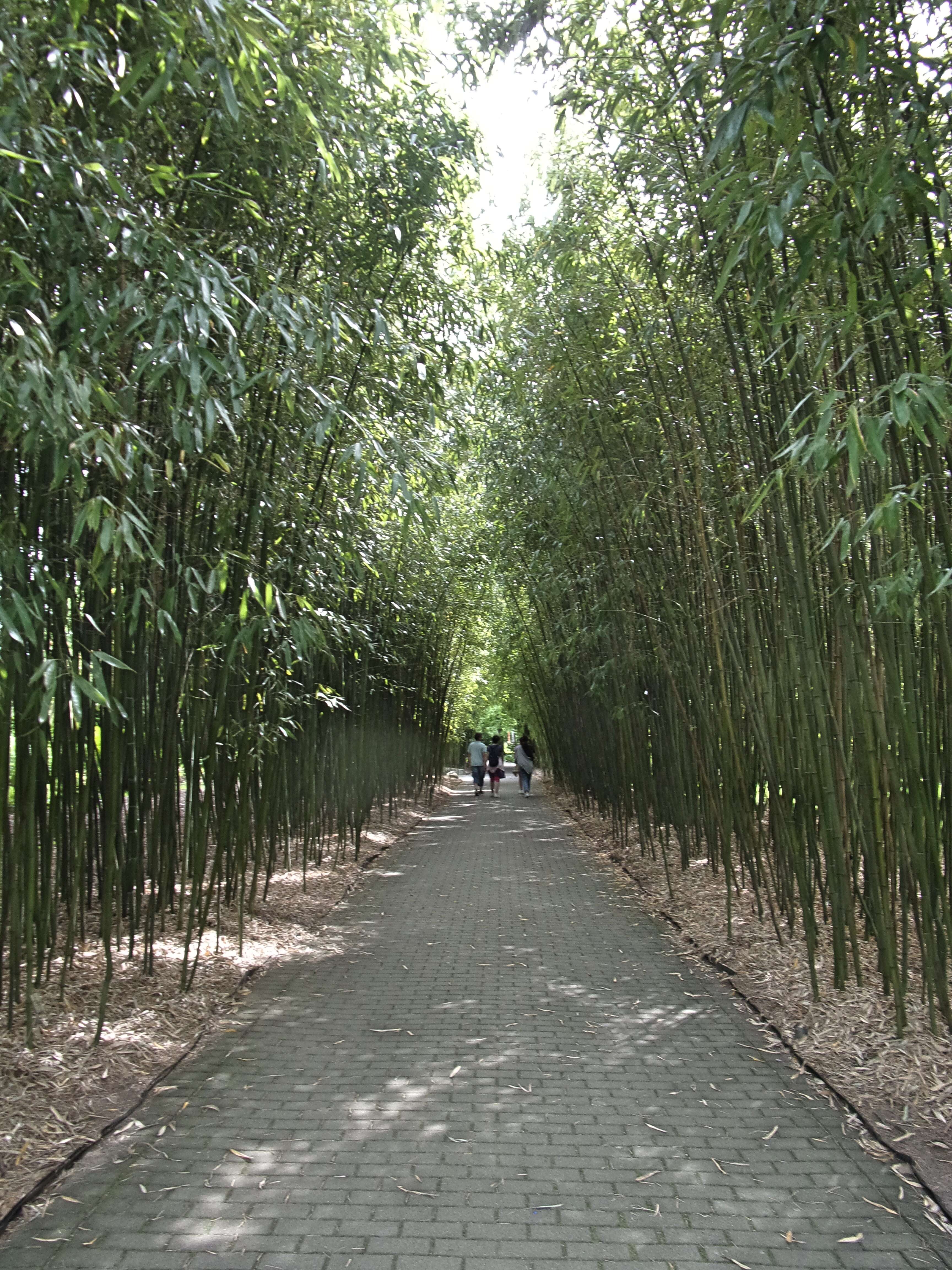 Image of running giant bamboo