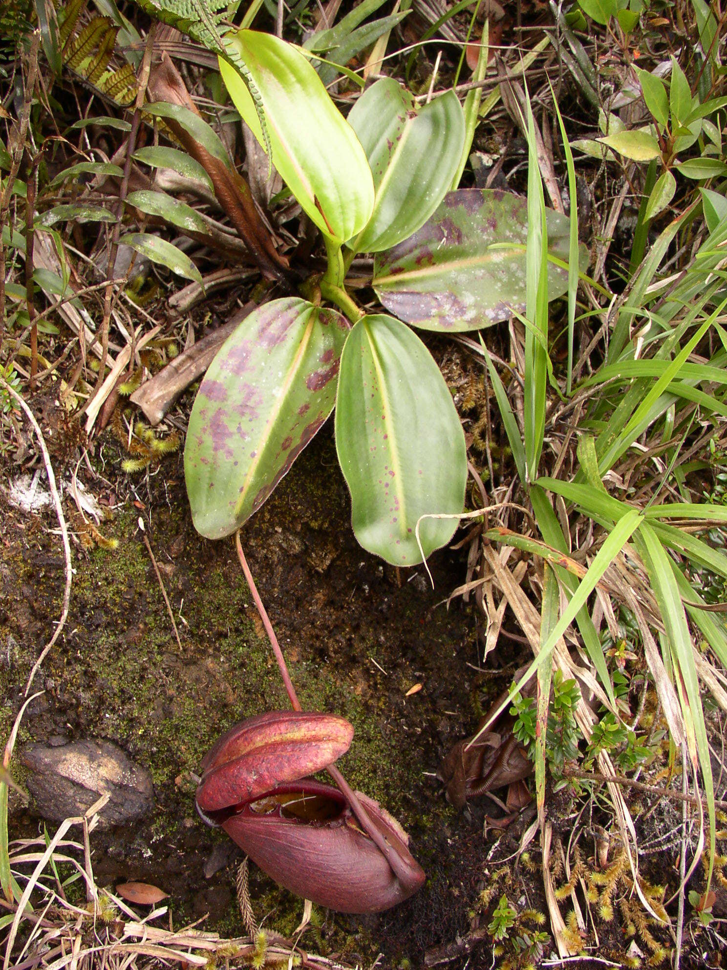 Image of Giant Malaysian Pitcher Plant