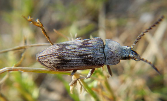 Image of <i>Dascillus davidsoni</i> (Le Conte 1859)