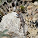 Image of Longtail Spiny Lizard