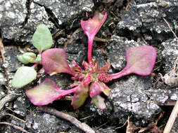 Image of Low Goosefoot