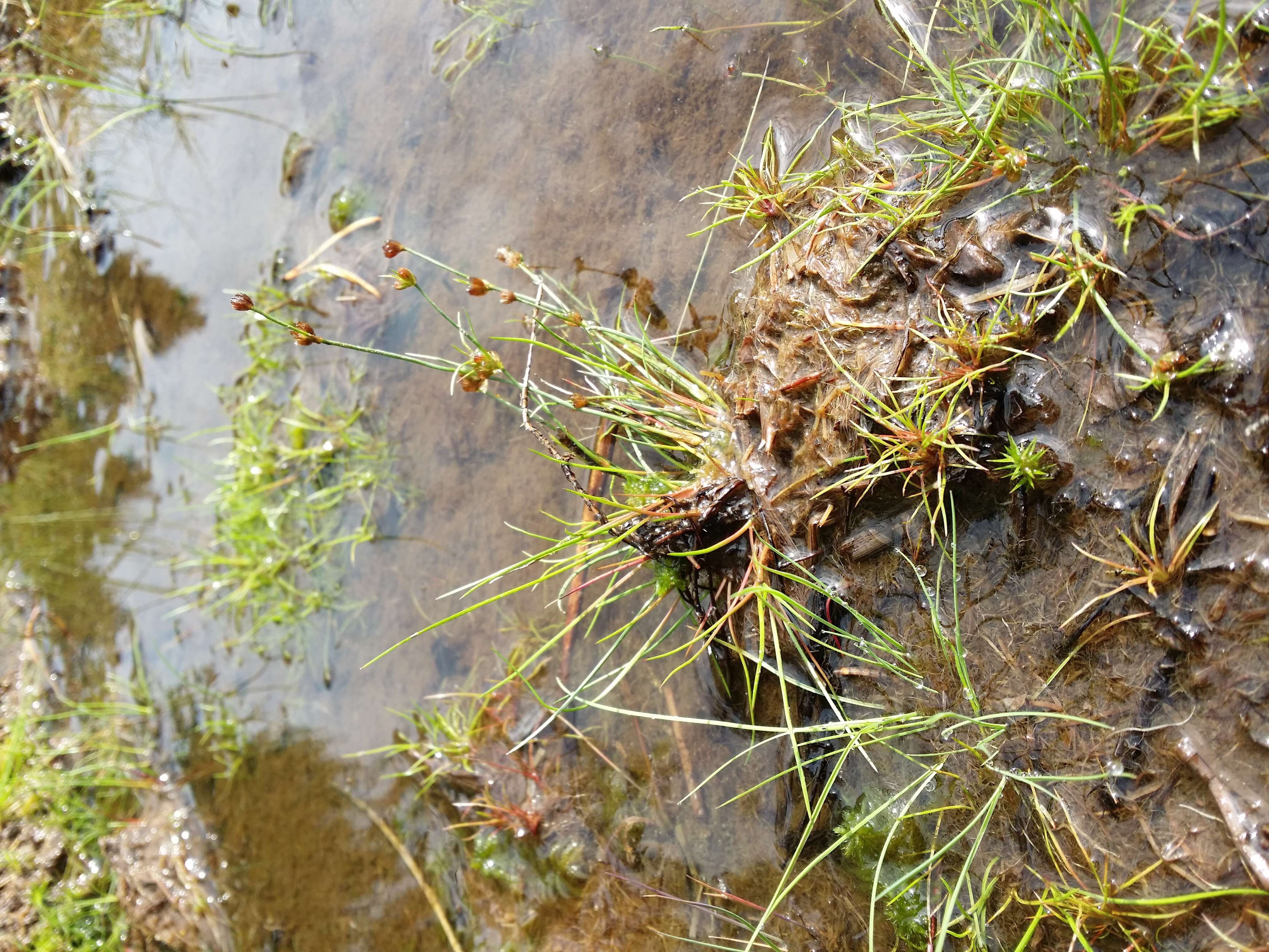 Image of Bulbous Rush