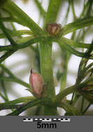 Image of Soft Hornwort