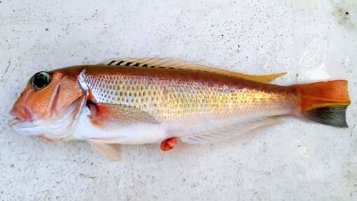 Image of Tilefish