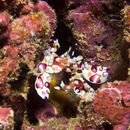 Image of Harlequin shrimp