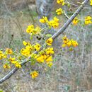 Image of <i>Senna atomaria</i>