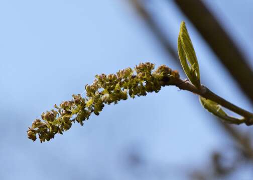 Imagem de Sinowilsonia henryi Hemsl.