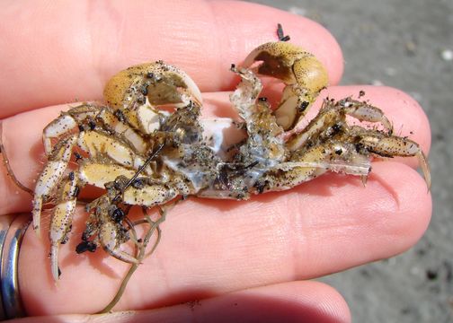 Image of <i>Hemigrapsus crenulatus</i> (H. Milne Edwards 1837)
