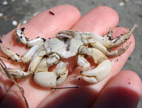 Image of <i>Hemigrapsus crenulatus</i> (H. Milne Edwards 1837)