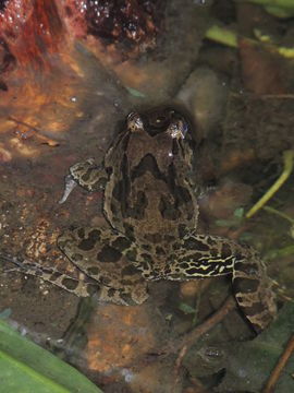 18.https www inaturalist org photos 1728484.580x360