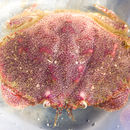 Image de Cancer borealis Stimpson 1859