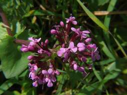 Image of Fedia graciliflora Fischer & Meyer