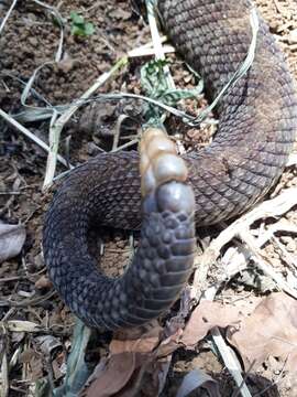 Image of Central American Rattlesnake