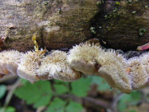 Image of Auricularia mesenterica (Dicks.) Pers. 1822