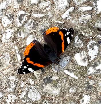 Image of Red Admiral