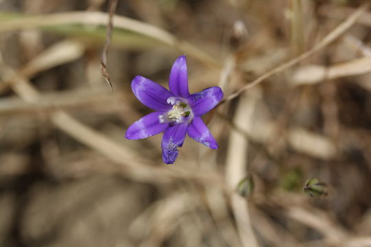 Image of <i>Brodiaea terrestris kernensis</i>