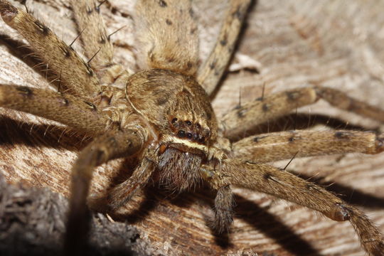 18.https www inaturalist org photos 1730595.580x360
