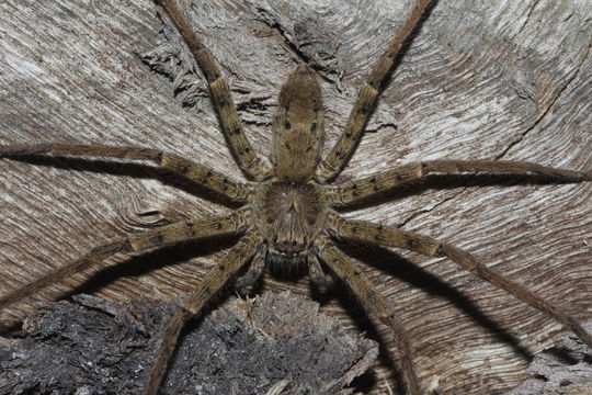 18.https www inaturalist org photos 1730607.580x360