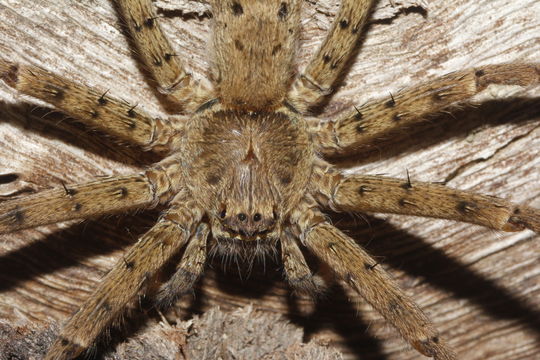 18.https www inaturalist org photos 1730608.580x360