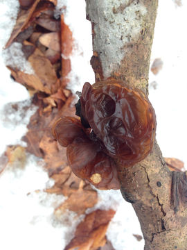 Image of <i>Exidia recisa</i>