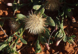Image of Streptoglossa adscendens (Benth.) C. R. Dunlop