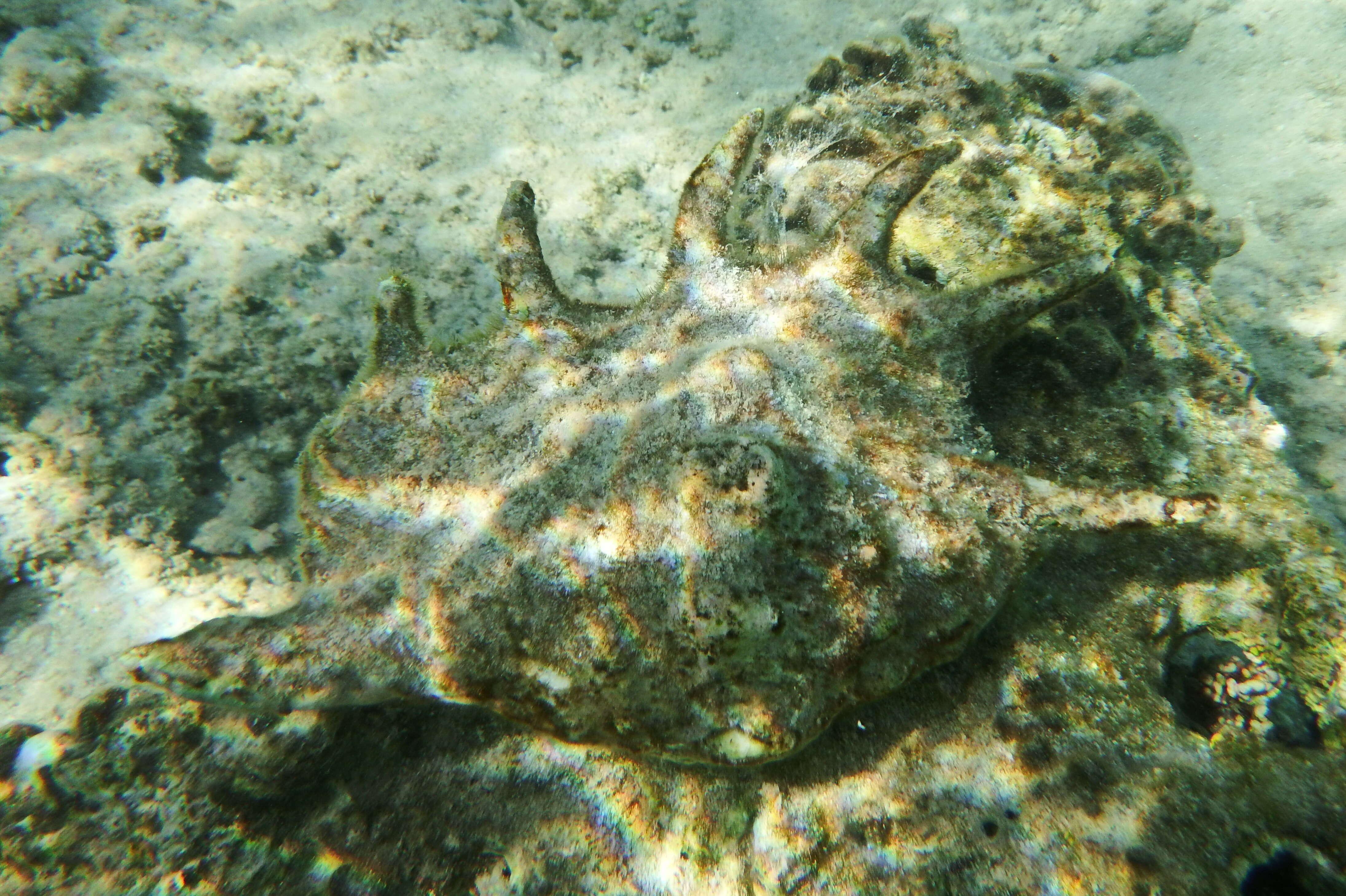 Image of Common Spider Conch