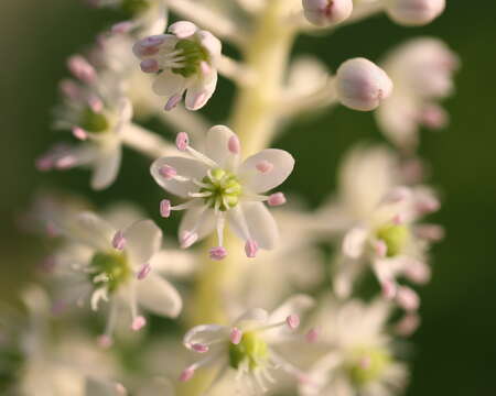 Image of Phytolacca acinosa Roxb.