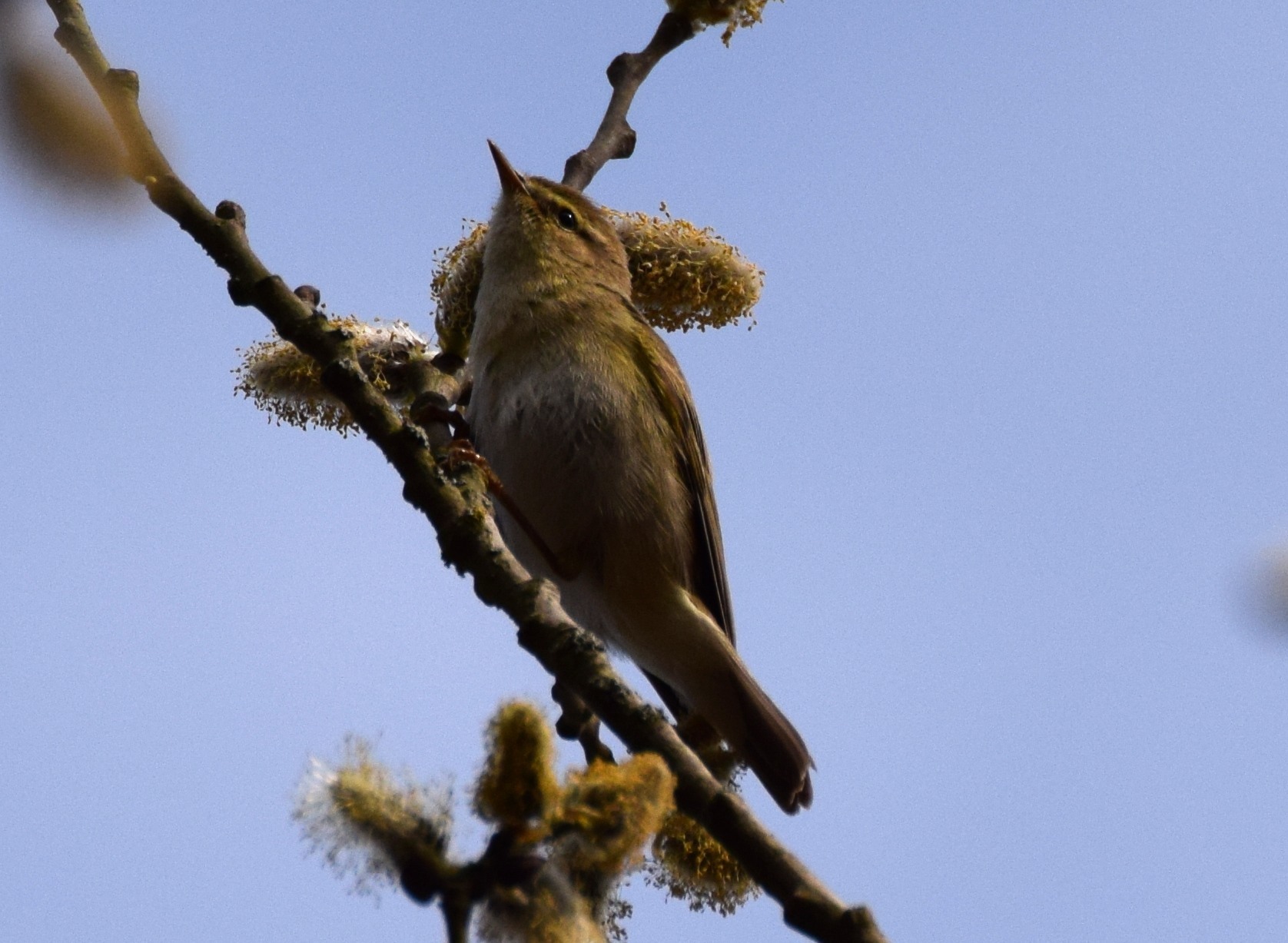 Image of Willow warbler