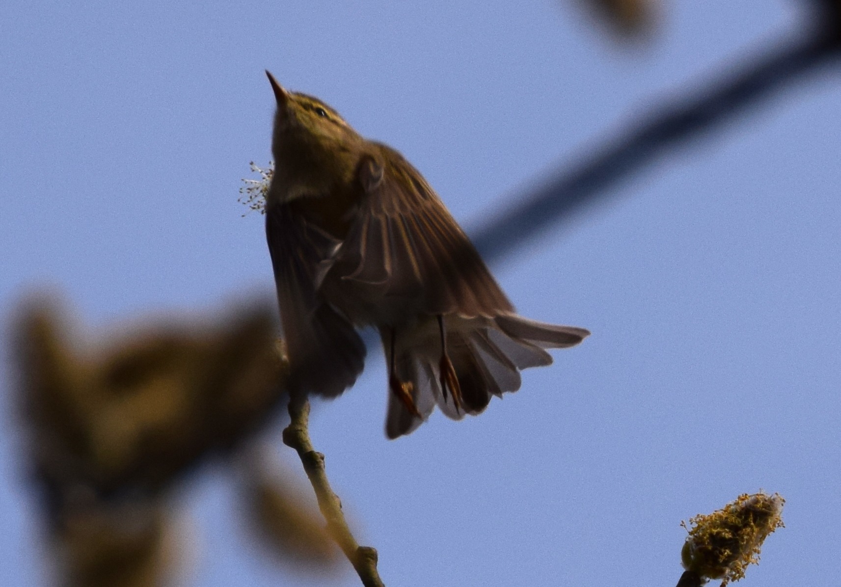 Image of Willow warbler