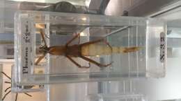 Image of Giant Stick Insect