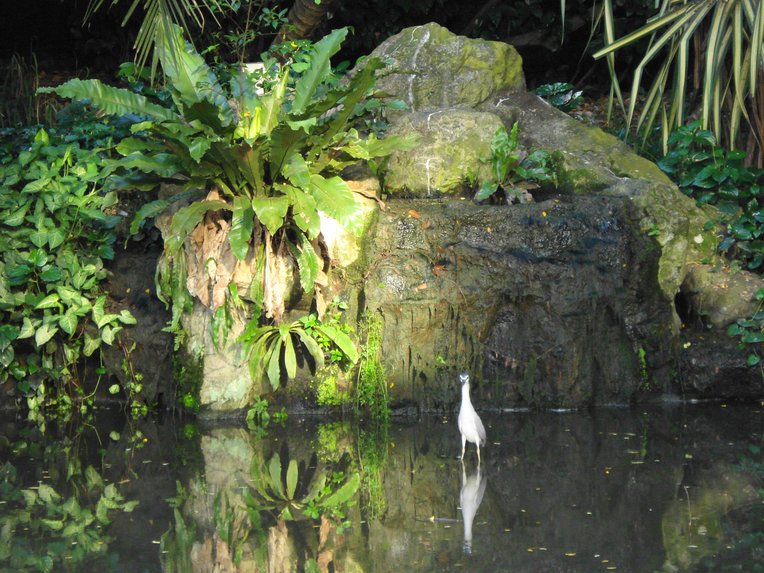 Image of Night Herons