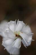 Image of Nodding lady's tresses