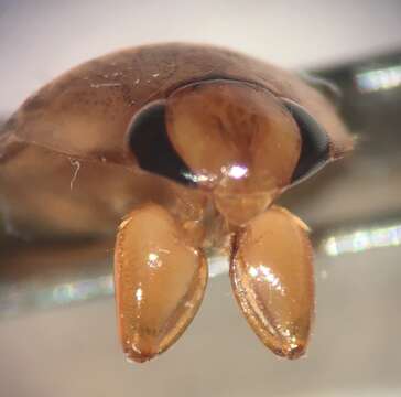 Image of Pelocoris carolinensis Torre-Bueno 1907