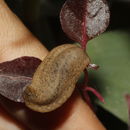 Image of <i>Leidyula moreleti</i>