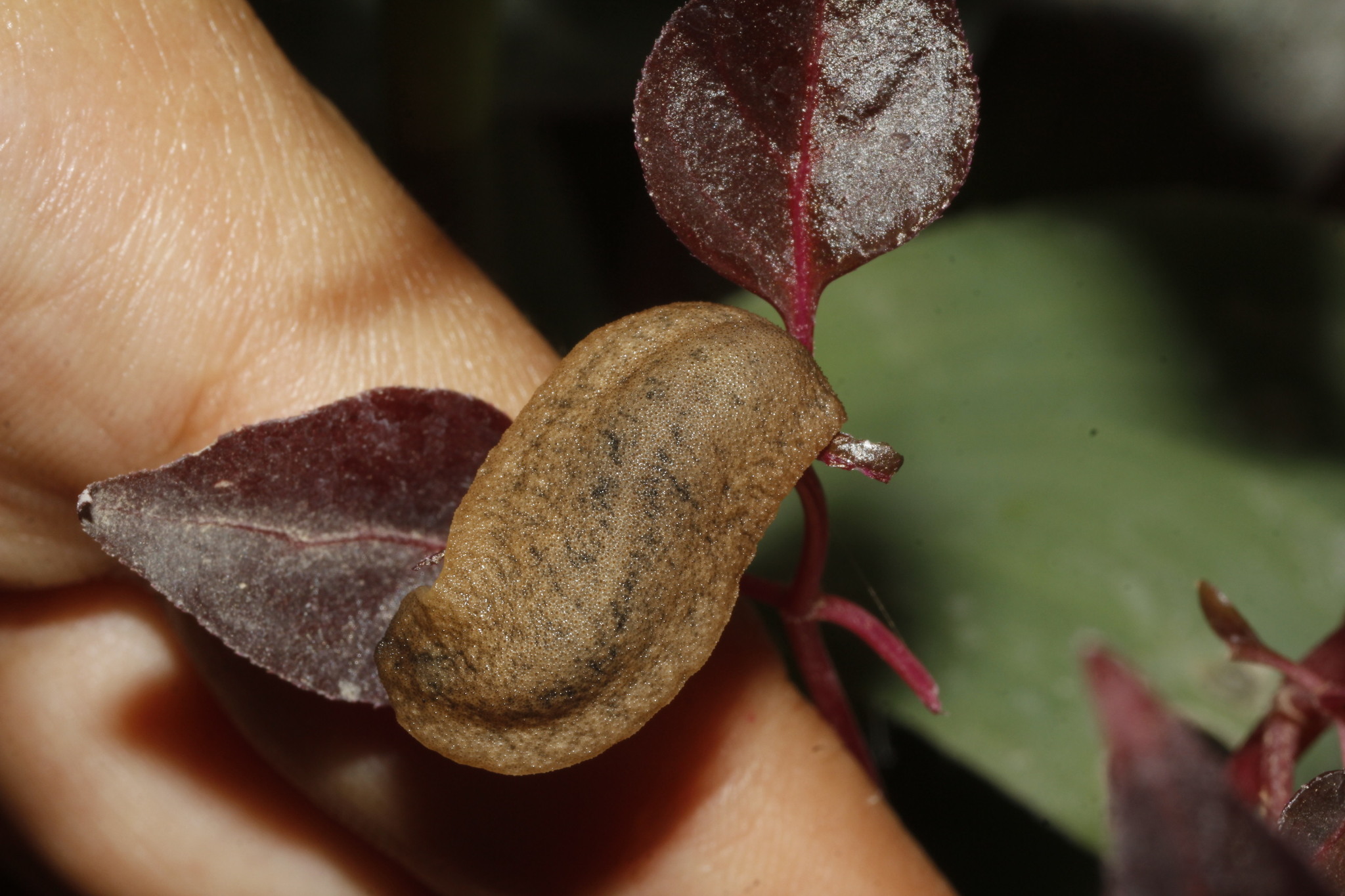 Image of <i>Leidyula moreleti</i>