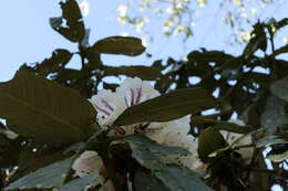 Image of Rhododendron grande Wight