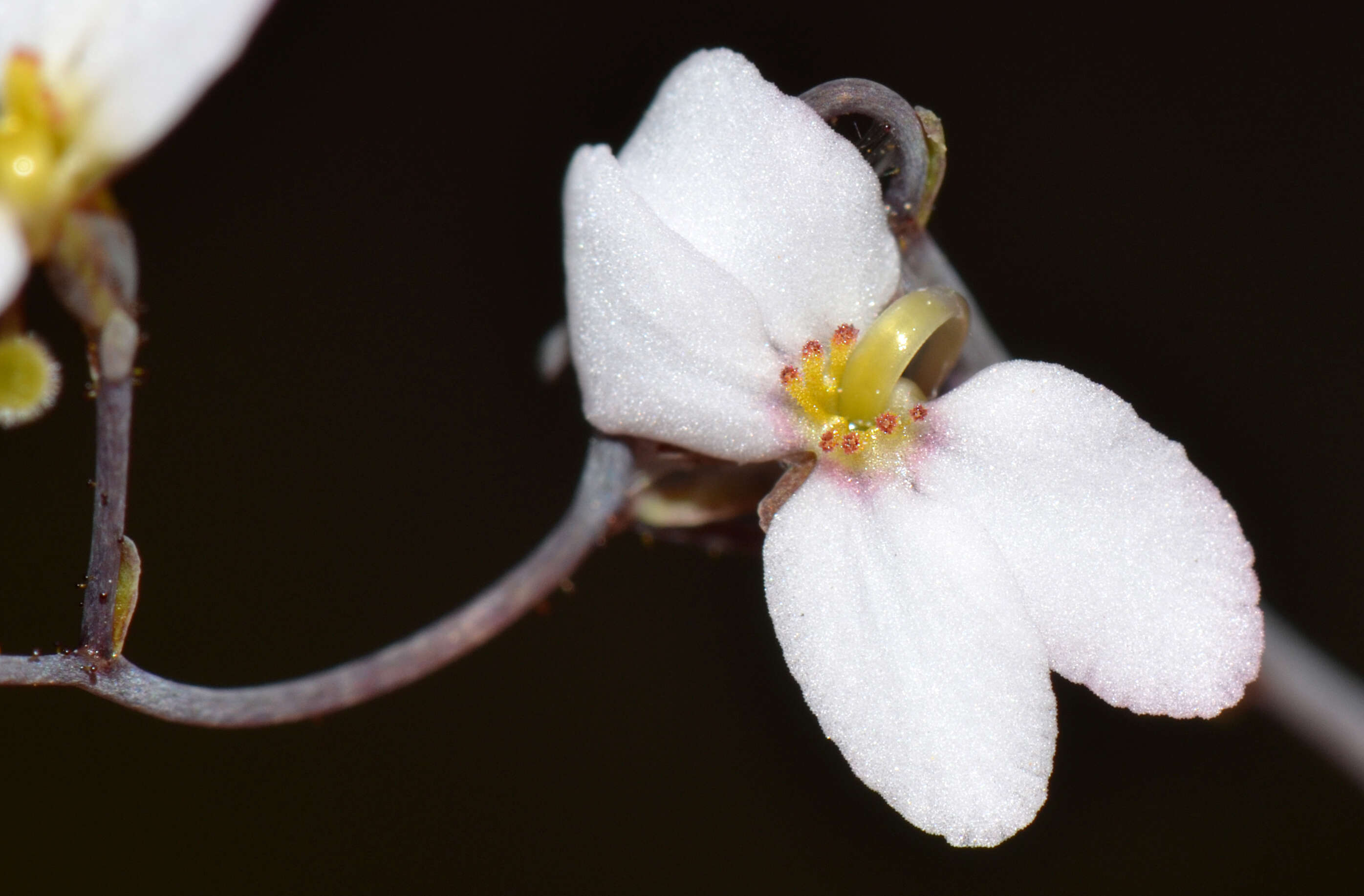 Image of Stylidiaceae