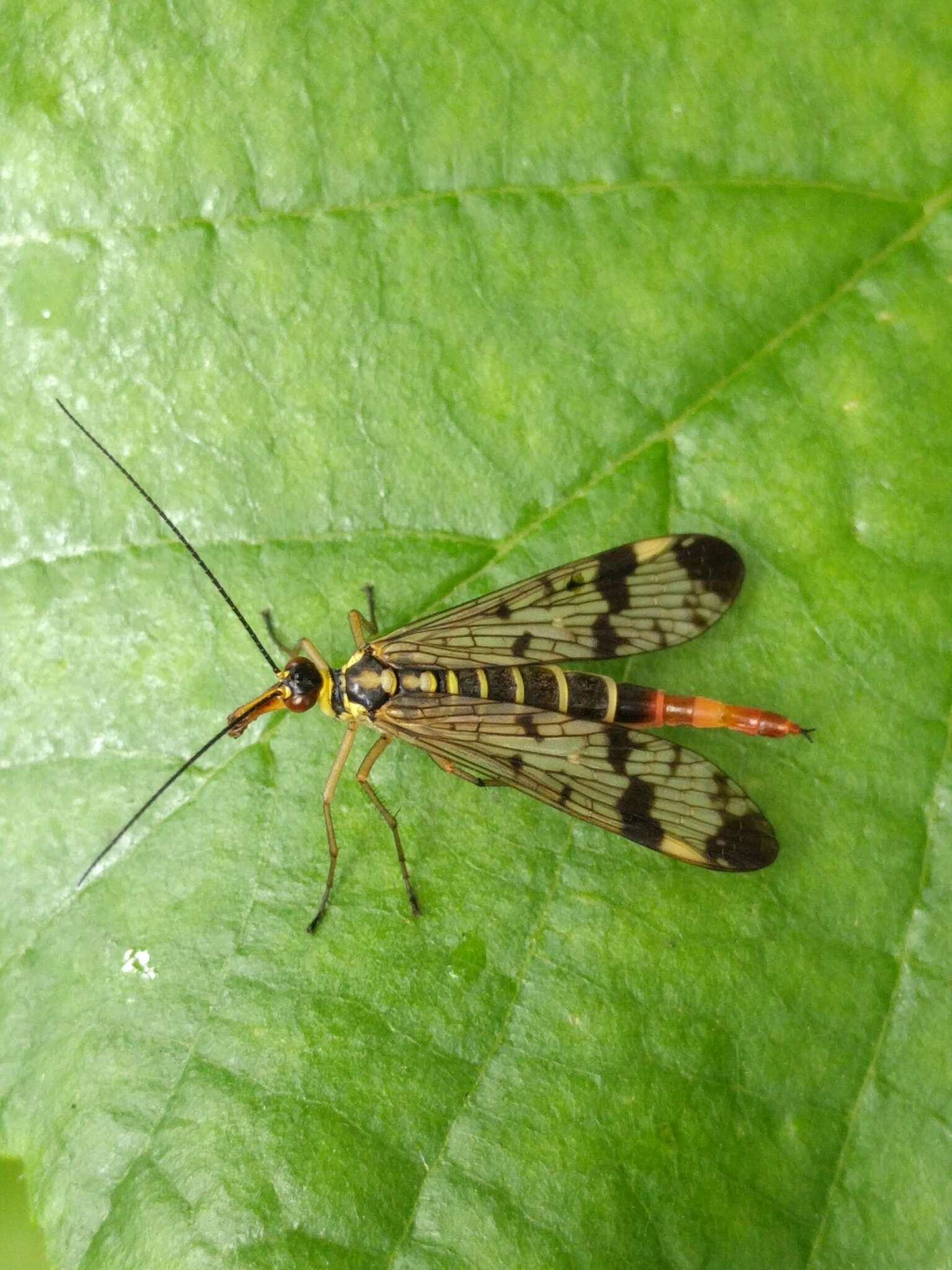 Image of Common scorpionfly