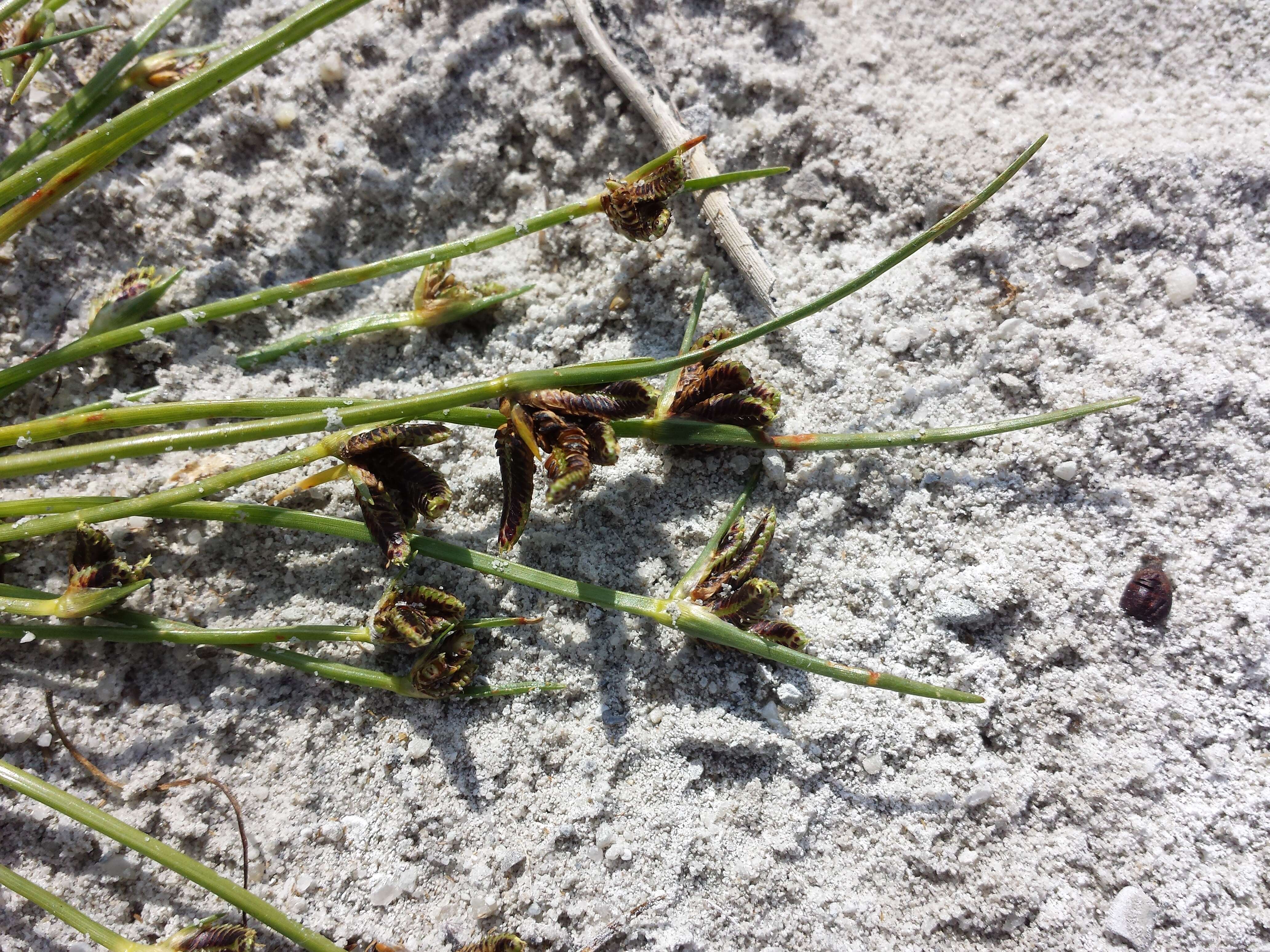 Image of Cyperus pannonicus Jacq.