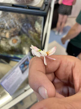 Image of Orchid mantis