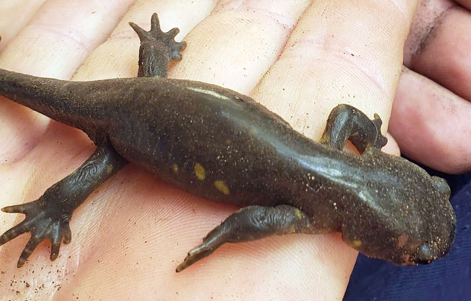 Image of Eastern Tiger Salamander