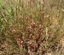 Indigofera hilaris Eckl. & Zeyh.的圖片