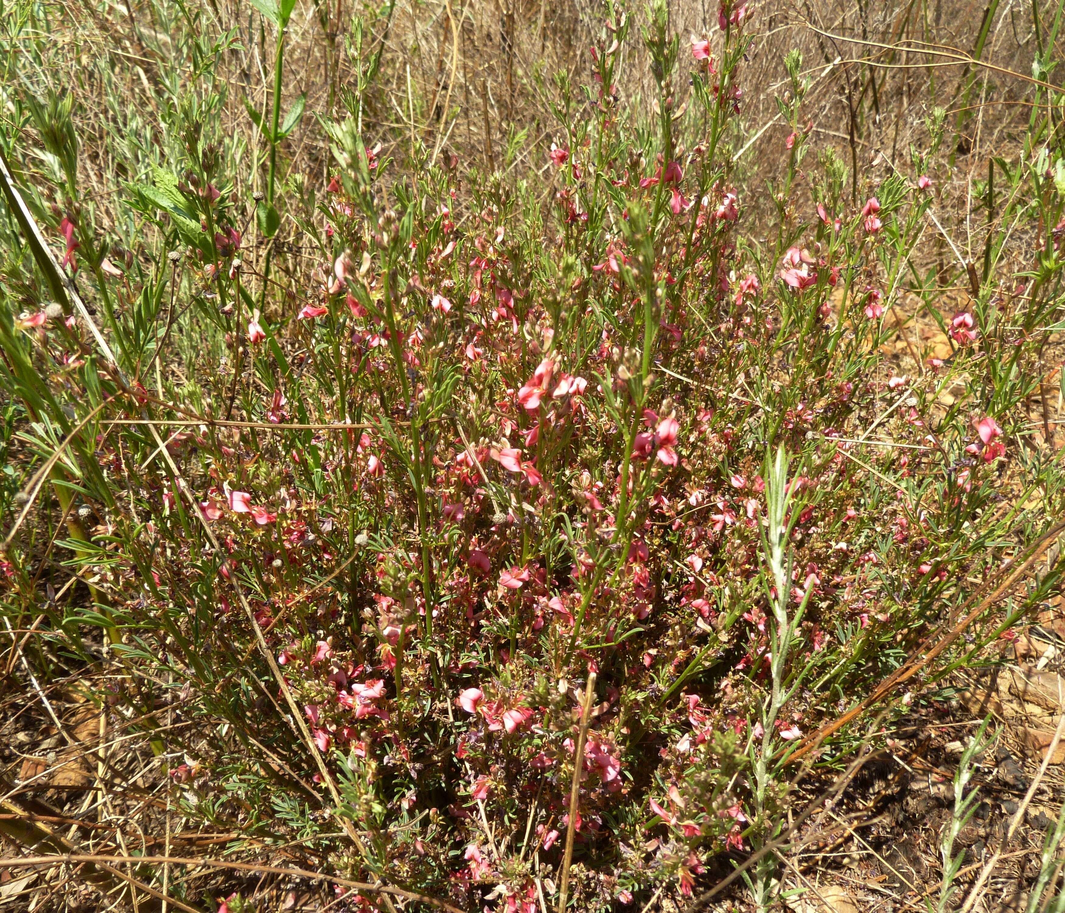 Imagem de Indigofera hilaris Eckl. & Zeyh.