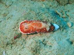 Image of Red-netted slug