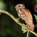 Image of Dulit Frogmouth